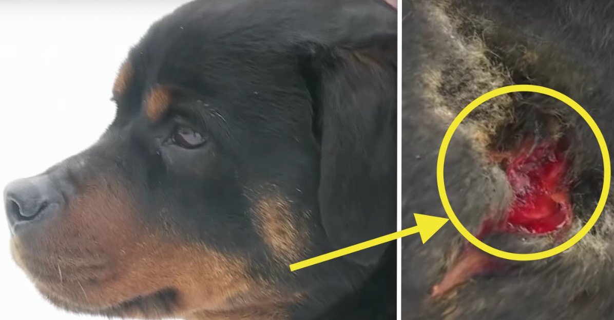Als dieser Hund seine schlafende Besitzerin in die Hand beißt, ist sie