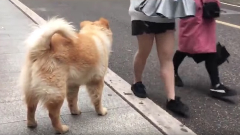 Treuer Hund wartet jeden Tag 12 Stunden an UBahnEingang.