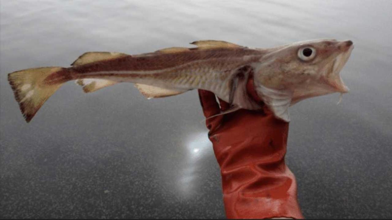 43++ Fische in der ostsee bilder , DorschApokalypse in der Ostsee „Fische schwimmen am Meeresboden wie