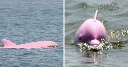 Seltener Rosa Delfin Bringt Schones Rosa Kalb Zur Welt