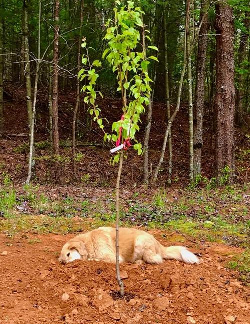 Dreibeiniger Hund trauert am Grab seiner tierischen Freunde