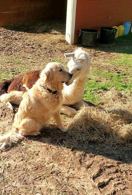 Dreibeiniger Hund trauert am Grab seiner tierischen Freunde