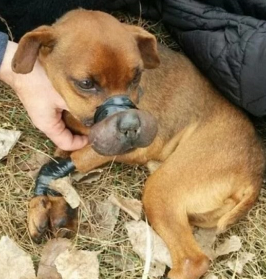 Der Hund wurde auf einem Feld gefunden. Seine Beine und sein Mund waren mit Klebeband gefesselt. Jetzt kann er nicht mehr aufhören, zu lächeln 