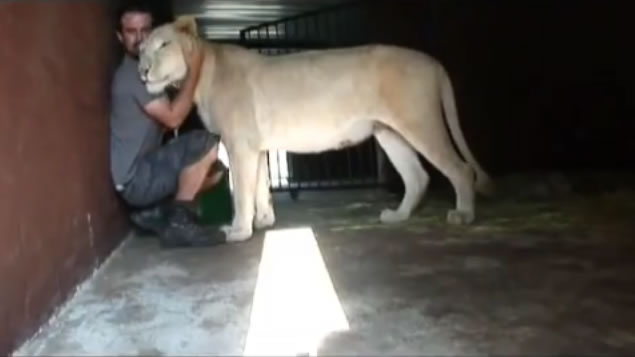 Eine Löwin bekommt einen Babylöwen und dann kommt der Pfleger zu Besuch.. Wie die Löwin hierauf reagiert, hatte ich nicht erwartet!