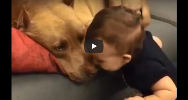 Das Baby gibt dem Pitbull einen Kuss – schau dir die Reaktion des „gefährlichen“ Hundes an!