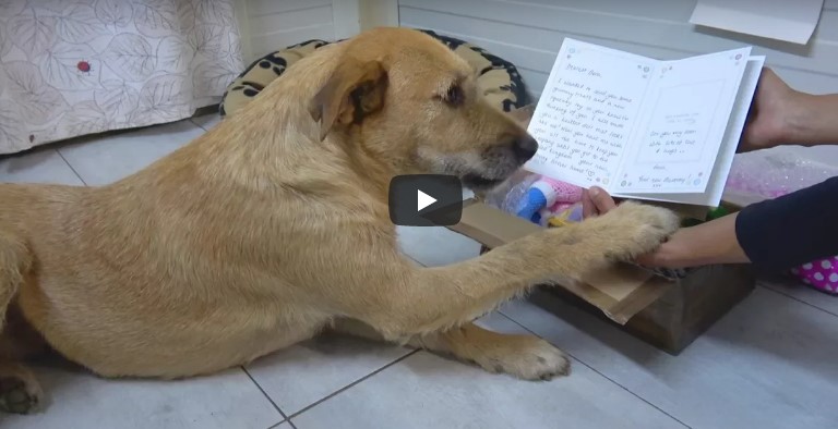 Hund erhält süßes Paket von Adoptivfamilie!