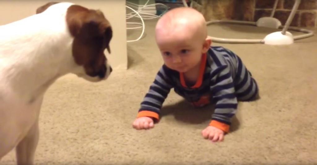 Hund ist ganz verwirrt, warum das Baby immer umfällt – schau, was er danach tut!