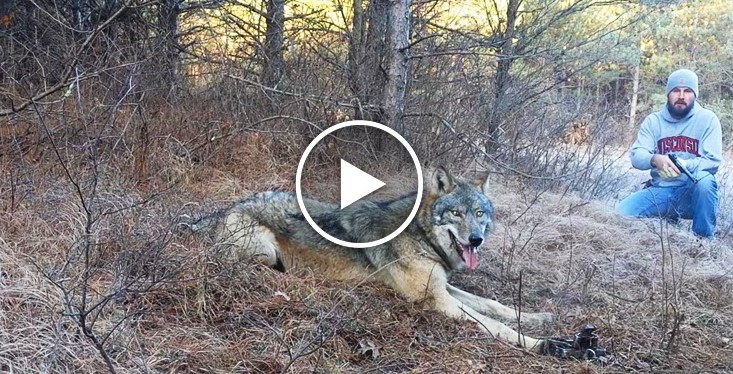 Der Jäger sah einen Wolf in einem Falleisen gefangen. Dann tat er das, was niemand riskieren würde!