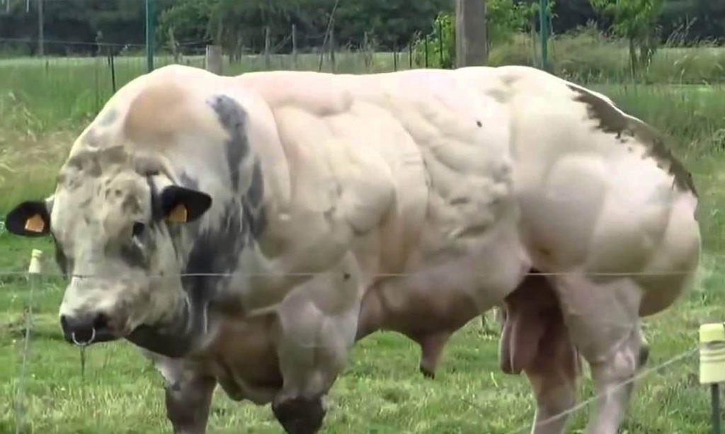 Dieser Stier wird gezüchtet um mehr Fleisch zu produzieren – aber schau, als er versucht, zu gehen!