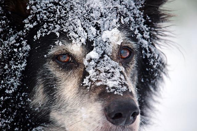 Neues Gesetz in den USA: Es ist nun eine Straftat, seinen Hund draußen in der Kälte zu lassen!