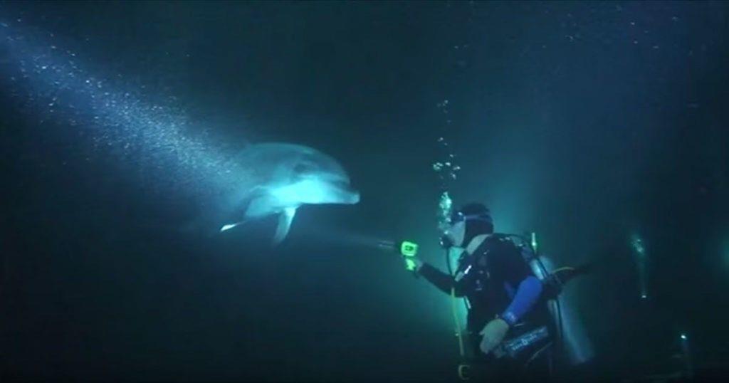 Verletzter Delfin schwimmt auf den Taucher zu – aber mit diesem Erlebnis hatte er nicht gerechnet!