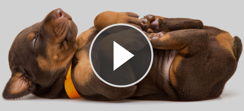 Video: Der Blick der (Un-)Schuld: Diese Hunde beherrschen den Hundeblick besonders gut!
