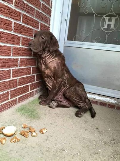 Jeden Tag saß dieser Hund auf einer verlassenen Veranda. Doch als eine Fremde kam und dieses Foto machte, änderte sich alles.