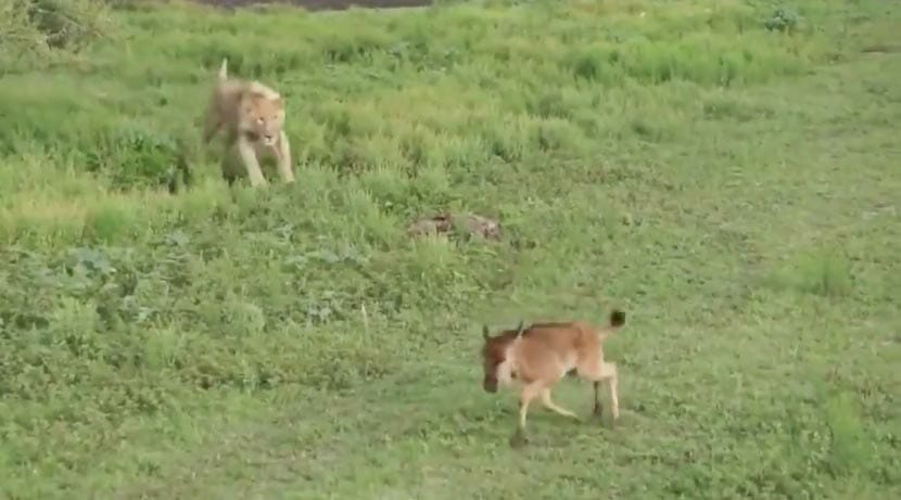 Löwin bereitet sich auf den Angriff vor – Sekunden später sind alle in Ehrfurcht, als sie ihren Kiefer öffnet