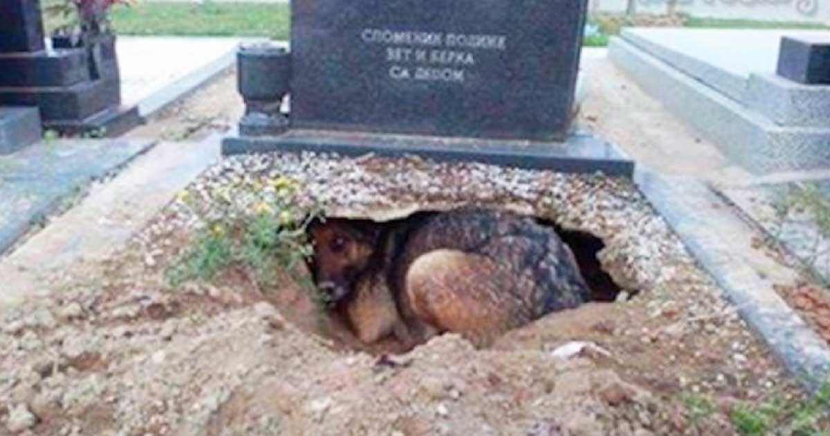 Hündin ‚trauert‘ am Grab seines toten Besitzers – doch in Wahrheit verbirgt sie ein unglaubliches Geheimnis