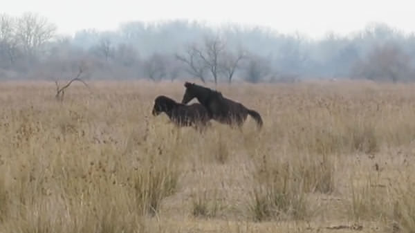 Tierfreund befreit ein Pferd von seinen Ketten – sehen Sie, wie das Tier ihm dankt