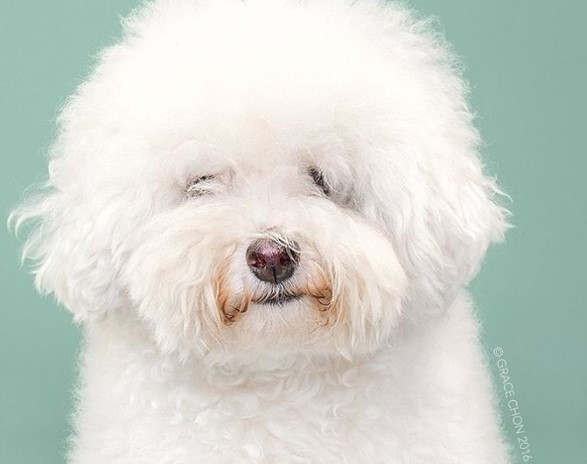 Umstyling: 9 süße Hunde bekommen einen neuen Look verpasst.