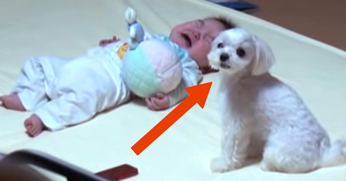 Die Mutter legt ihr hilfloses Baby neben den Hund. Was die Kamera dann filmt, macht nicht nur das Baby sprachlos.