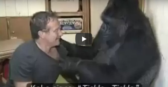 Gorilla bittet Robin Williams, ihr Gesicht zu streicheln – achtet auf Koko, als er es dann macht
