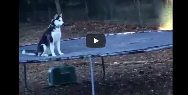 Der Husky springt wie verrückt auf dem Trampolin – doch dann wird er vom Besitzer überrascht