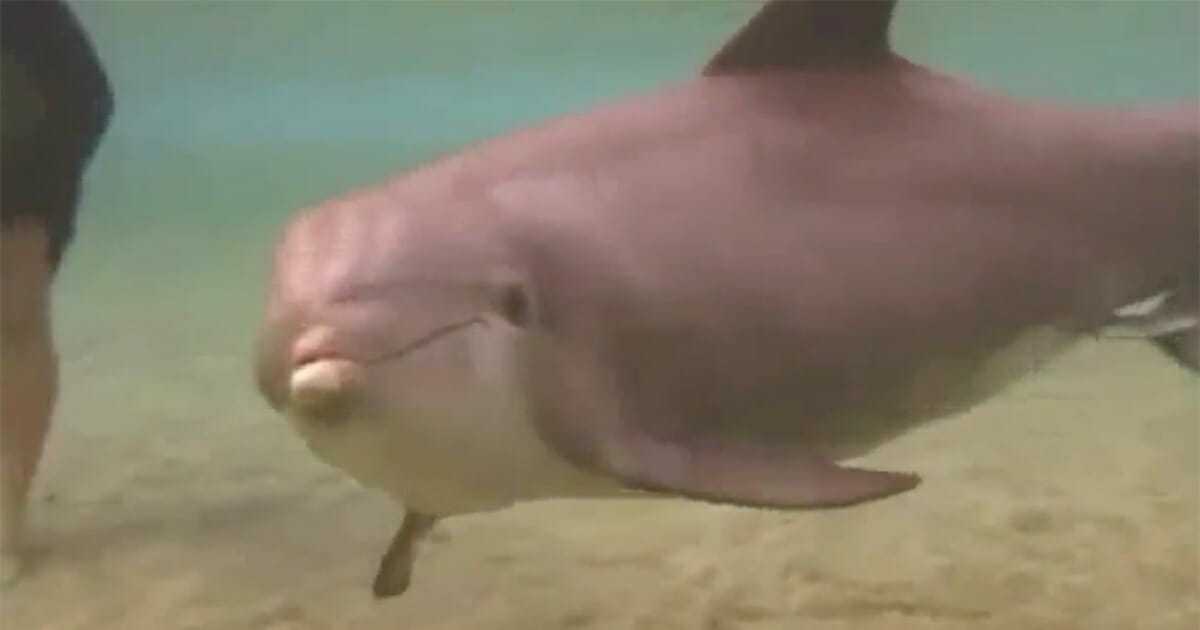 Taucher finden einen mysteriösen Delfin – dann geschieht ein Wunder