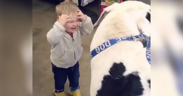 Der Junge sieht einen großen Hund im Geschäft – seine Reaktion ist einfach süß, als der Hund auf ihn zugeht