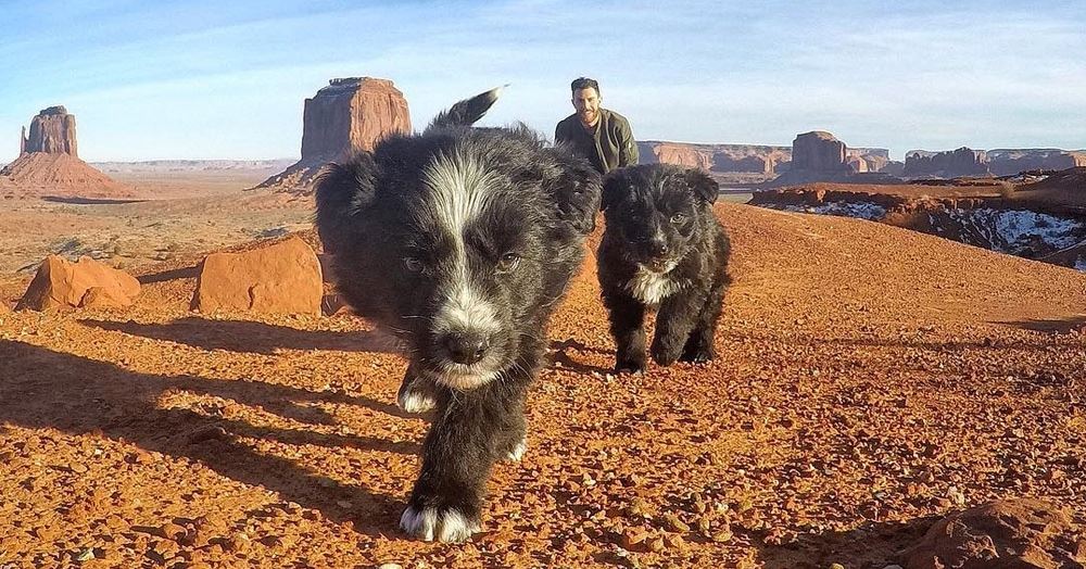 Dieser Mann hat zwei Welpen mitten in der Wüste gefunden. Dann beschloss er mit ihnen einen Spaziergang zu machen, den sie kaum vergessen werden