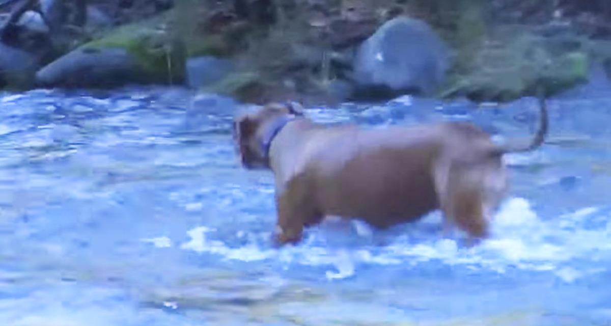 Der Besitzer des Pitbulls glaubte an seine Augen nicht, als er sah, was sein Hund aus dem Wasser schleppte ...
