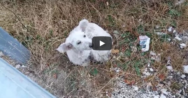 Der heimatlose Hund wartet neben der Straße darauf zu sterben – doch ein Autofahrer bemerkt ihn