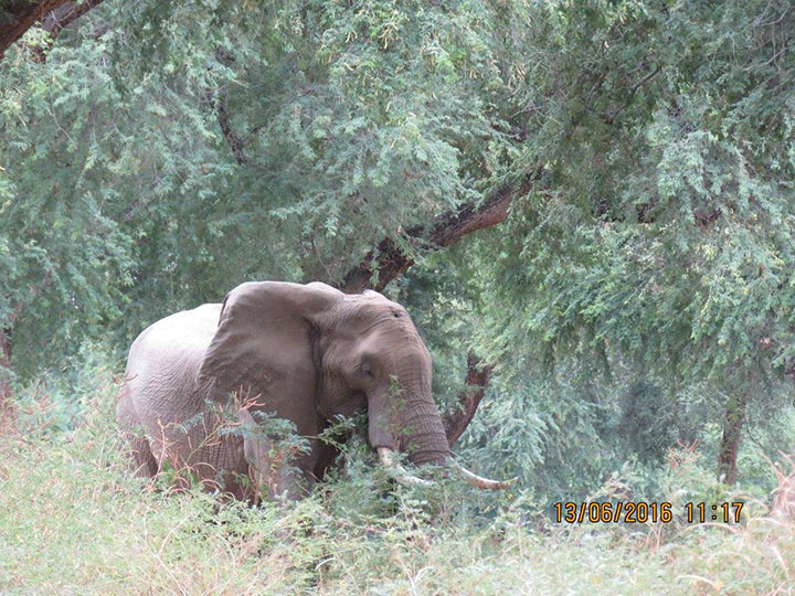 Vom starken Schmerz schlug der Elefant mit Kopf über Bäume. Die Ursache seines Leidens war schrecklich!