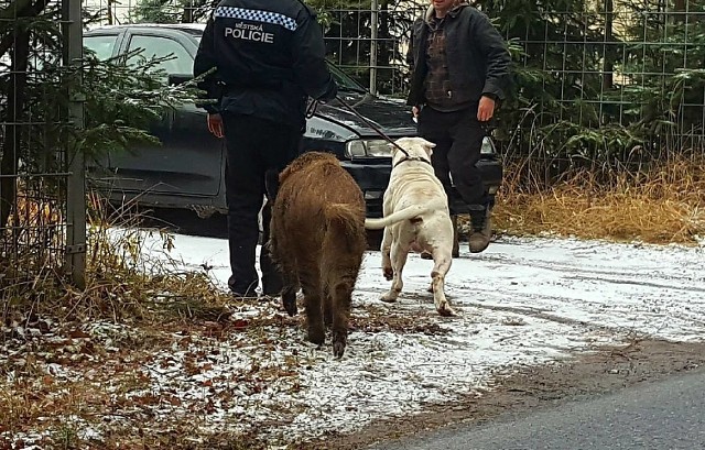 Das Wildschwein kam zum Polizeiwagen und verlangte, den Hund zu ihm zurückzubringen!