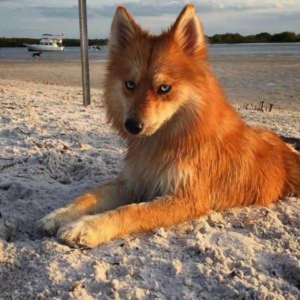 Pomsky: Ein außergewöhnlicher Hund - Fuchs hat das Netz erobert. So schön und so herrlich...