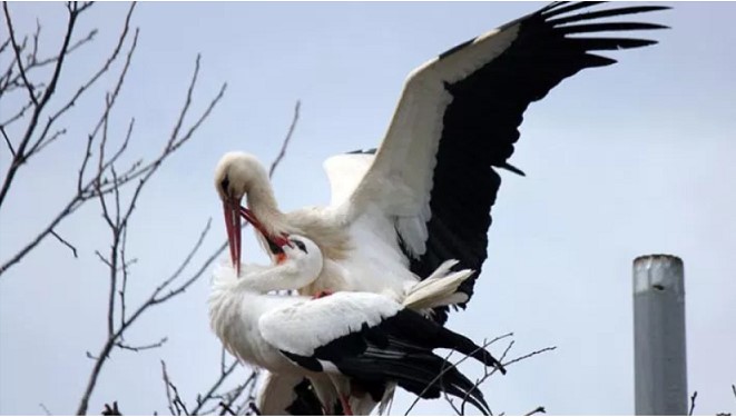 Ein treuer Storch ist 15 Jahre lang 13000 Kilometer geflogen, um seine verletzte Frau zu sehen!
