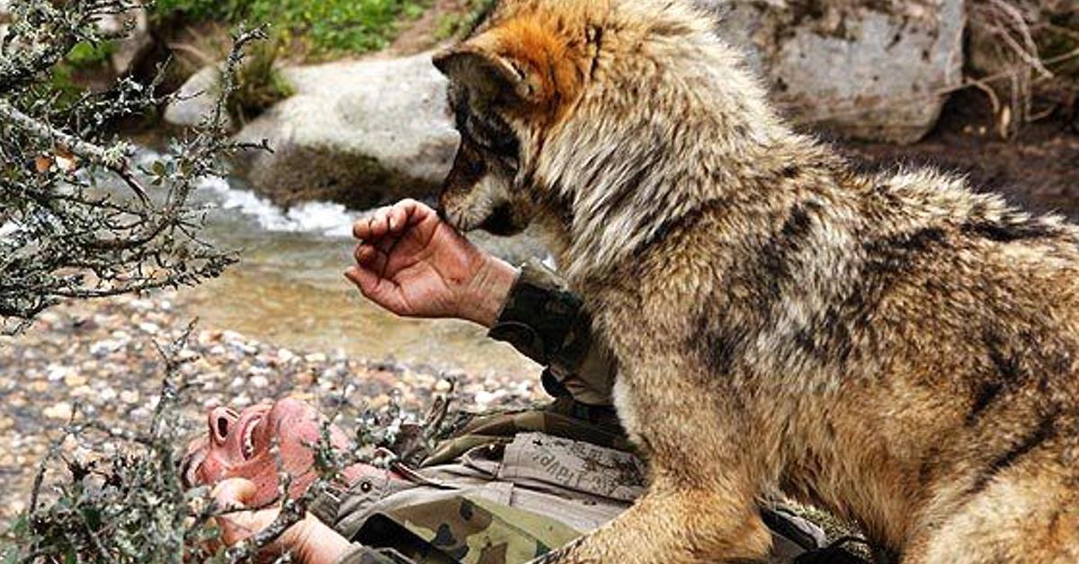 72-jähriger „Mogli“ vermisst seine Wolfsfamilie.	