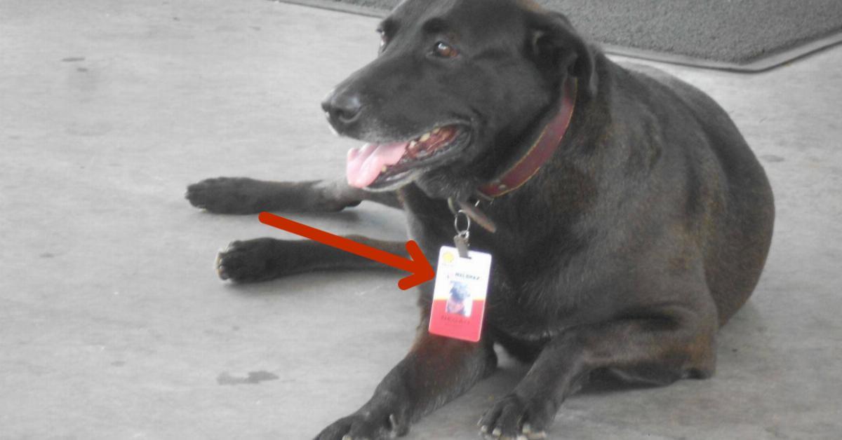 Als die Gäste der Tankstelle können nicht glauben, was auf dem Halsband des Hundes steht. Ist das wirklich ernst gemeint?	