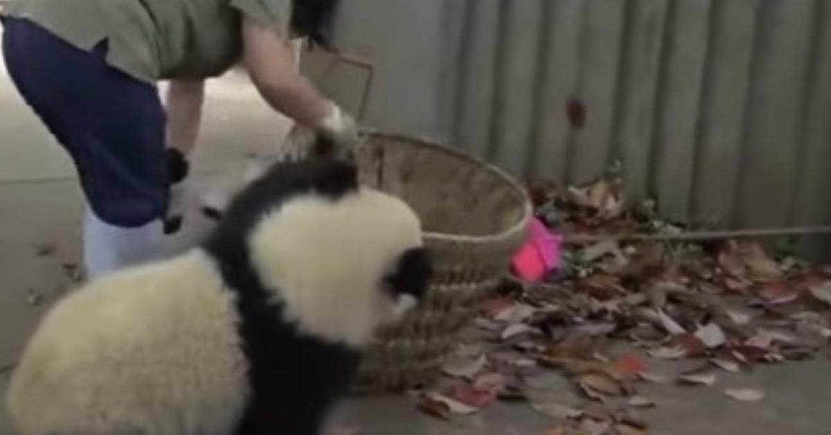 Die Frau versucht das Gehege der 2 Pandas zu säubern. Was die Bären dann bei 0:26 veranstalten, bringt das ganze Netz zum Lachen.	