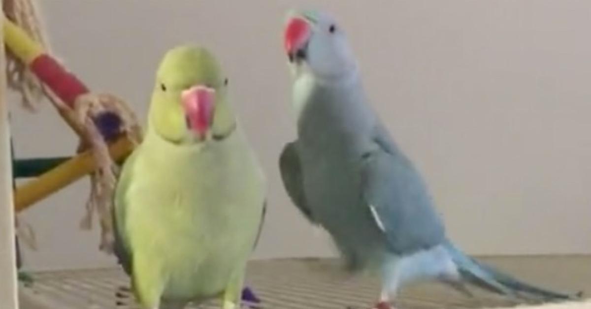 Der grüne Papagei sagt “Hallo” zum Bruder. Aber was aus dem Schnabel des blauen Papagei kommt – zum Schießen.	