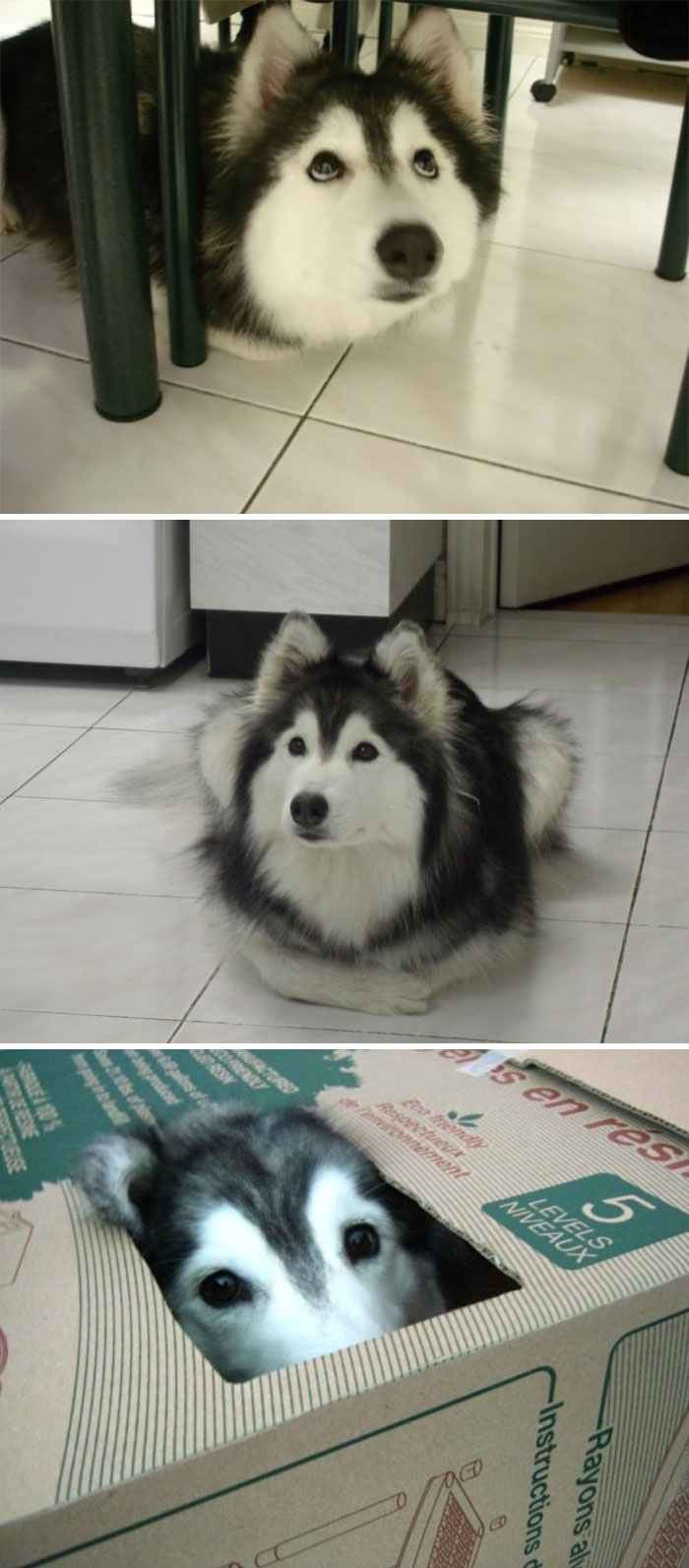 Super Fotos, die beweisen, dass Husky der seltsamste Hund ist!