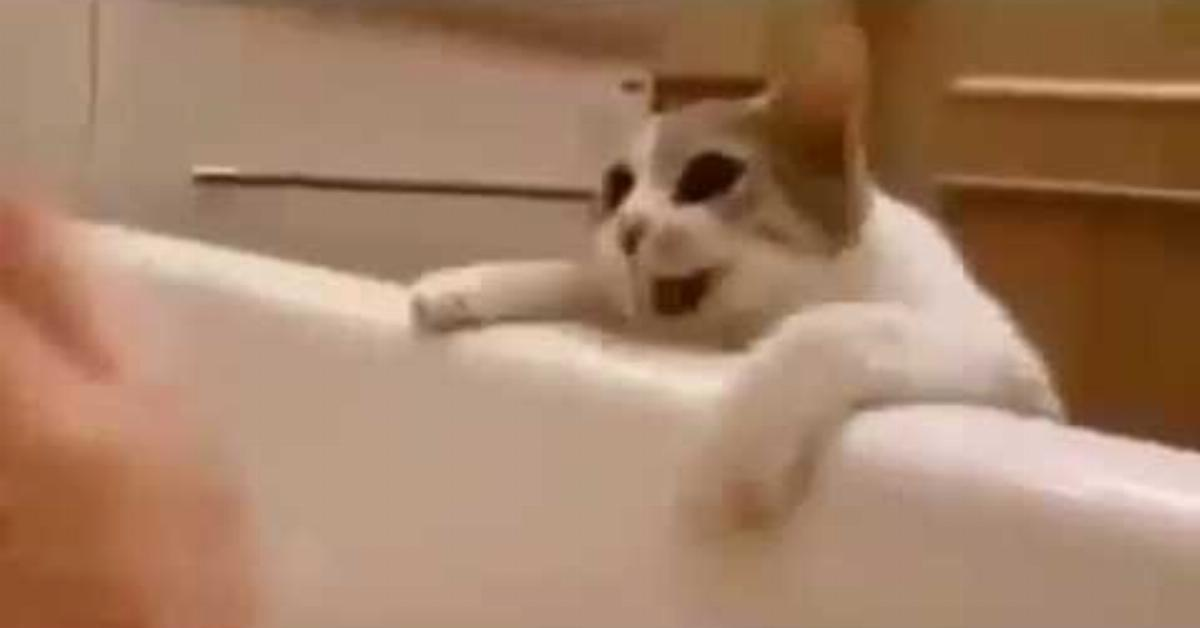 Video: Katze glaubt, Frauchen ertrinkt in Badewanne.	