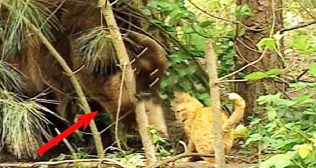 Diese unverschämte Katze stahl Nahrung von einem Grizzlybär. Die Reaktion des Tieres wird Sie überraschen!