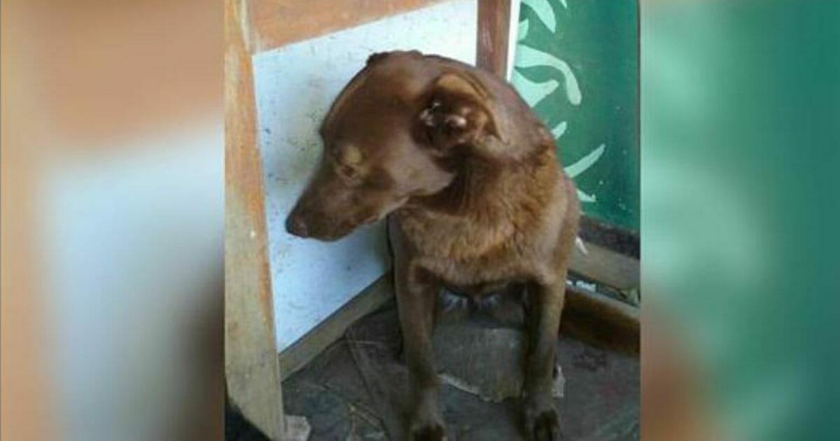 Einsame, traurige Hündin sitzt 2 Jahre im Tierheim – eines Tages erkennt sie bekannten Geruch	