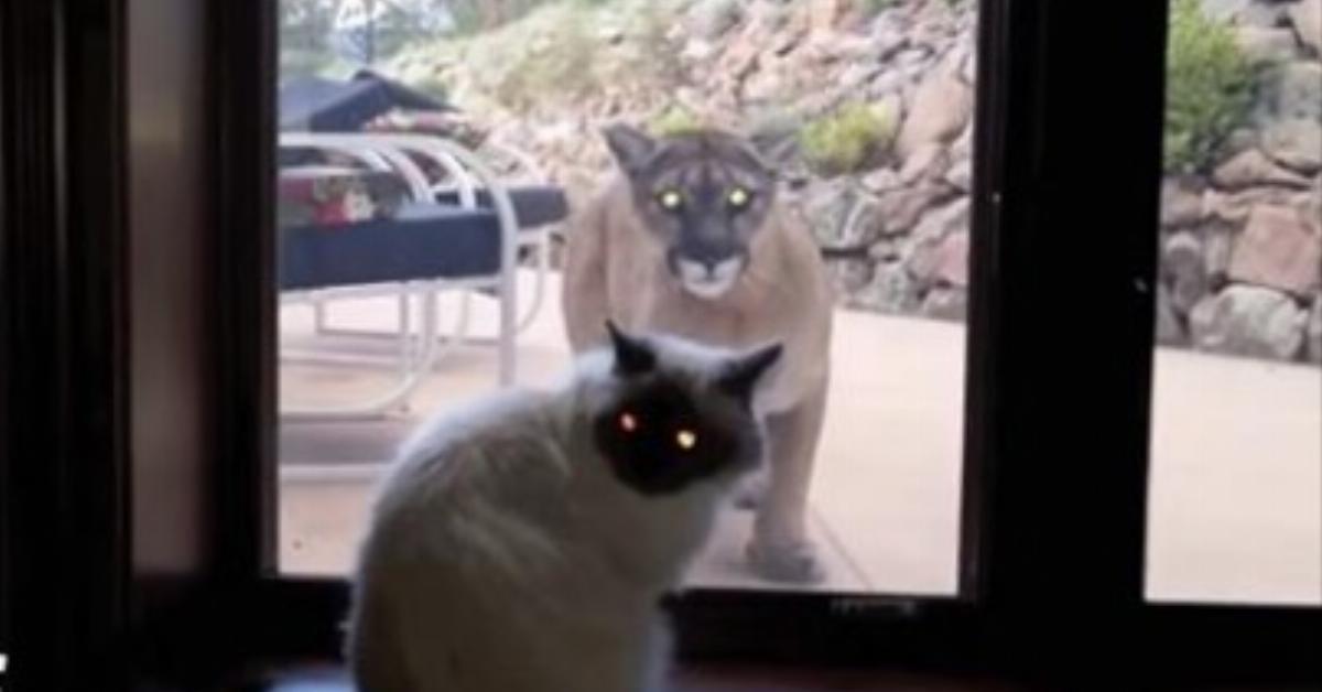 Katzenbesitzer filmt Zusammentreffen von Mieze mit Berglöwen.	