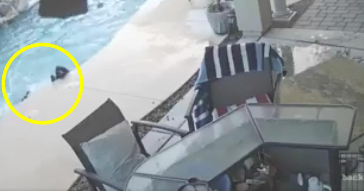 Hund kämpft im Pool gegen das Ertrinken – seht seinen unerwarteten Retter im Video	
