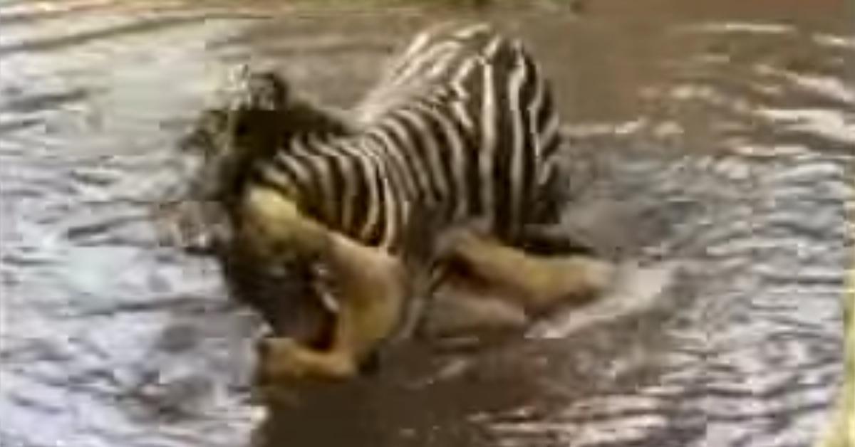 Die Löwin verbeißt sich in den Hals des Zebras. Da dreht das Tier den Spieß einfach um. Unglaublich!	