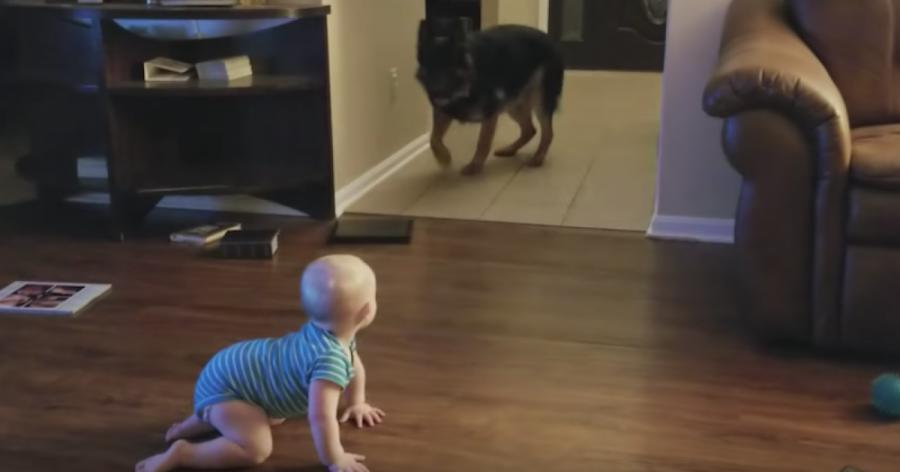 Das Baby krabbelt langsam am Boden – was der Hund dann macht, ist einfach zu süß!	