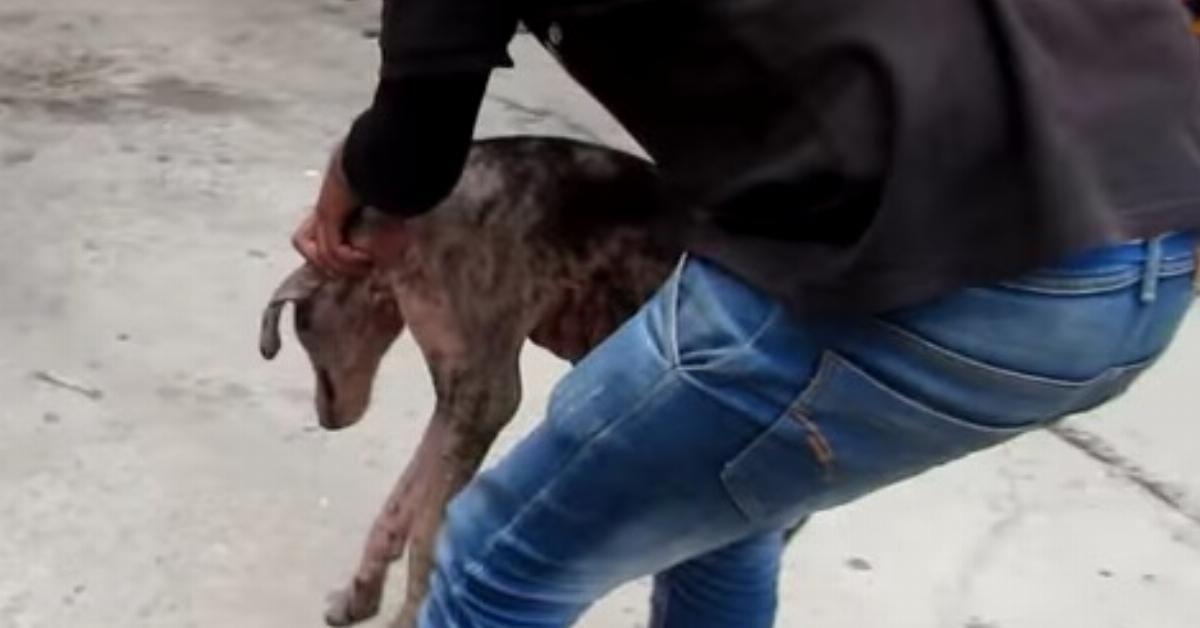 Der Mann trägt den entkräfteten Hund mit offenen Wunden aus der Gasse. Diese Verwandlung vollzieht er in nur 4 Wochen!	