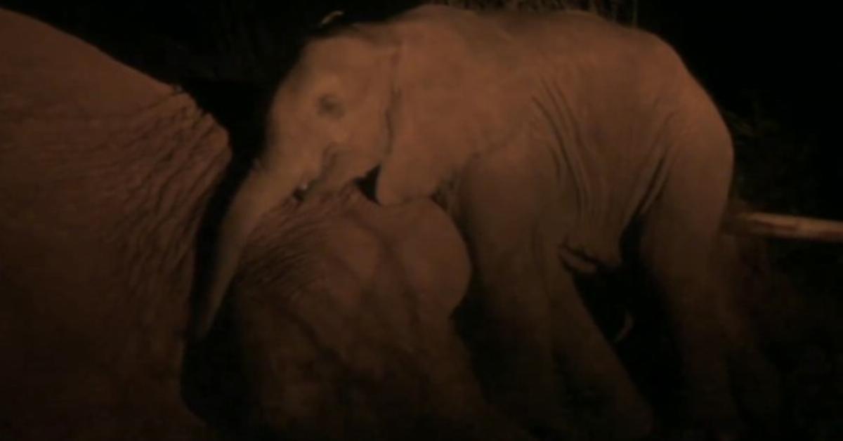 Die Elefantenmutter weiß, dass sie die Nacht nicht überleben wird. Was sie dann mit ihrem Baby macht, rührt die Wildhüter zu Tränen.	