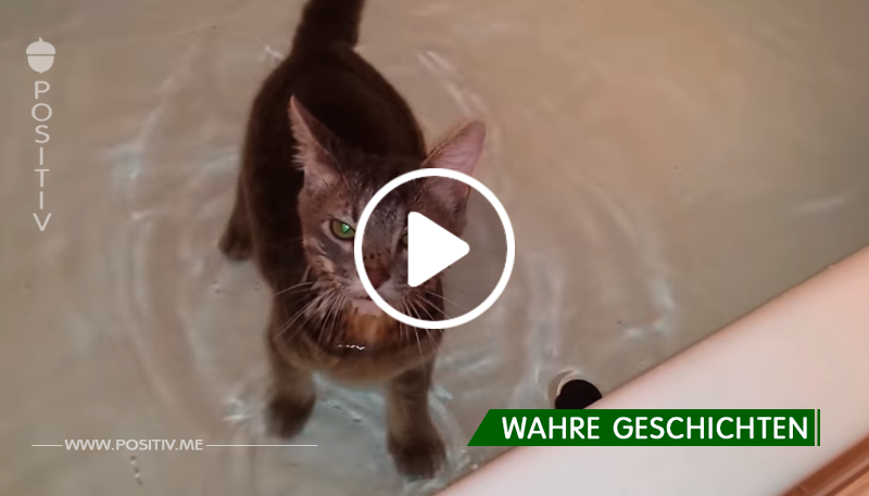 Besitzer stellt die Katze in die Badewanne – dessen Reaktion darauf fasziniert nun Millionen