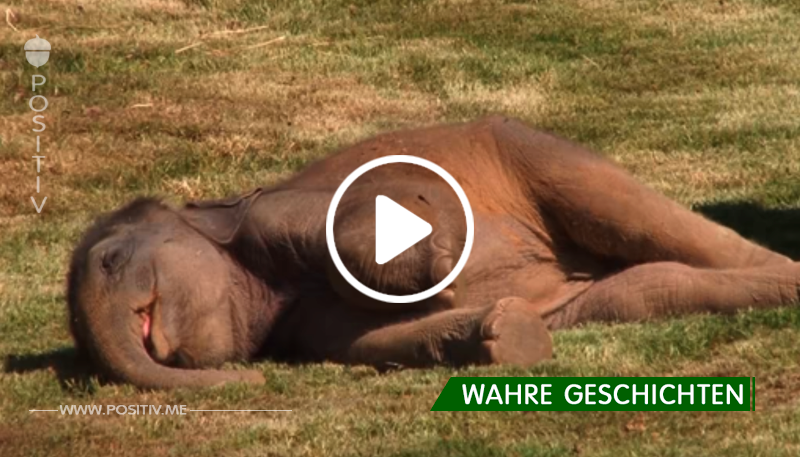 Elefantenmutter kann ihr Junges nicht mehr aufwecken – schau, als ihr der Zoowärter zur Hilfe kommt
