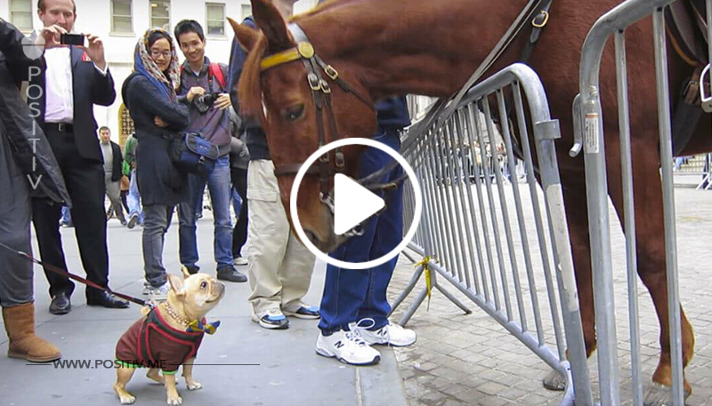 Kleiner Hund trifft großes Polizeipferd - Es ist schwer nicht zu lachen, als sie sich entdecken	